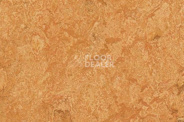 Линолеум Marmoleum Decibel on Order 317435 Sahara фото 1 | FLOORDEALER